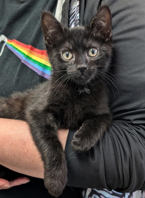MOWGLI, Baby Domestic Short Hair (medium coat), cat for adoption in Akron, Ohio