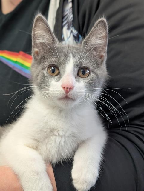 BALOO, Baby Domestic Short Hair (medium coat), cat for adoption in Akron, Ohio