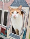 CHARLIE - Photo 1