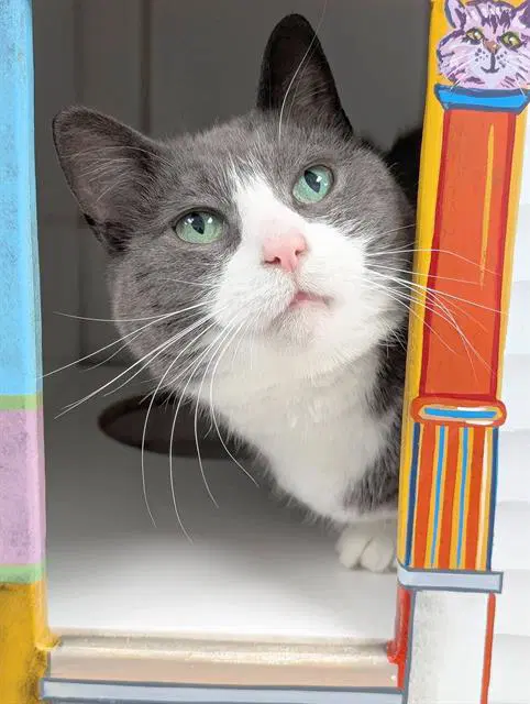 Joanne - Domestic Short Hair