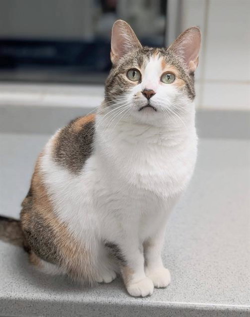 LISA, a cat for adoption from Angels for Animals, Inc.