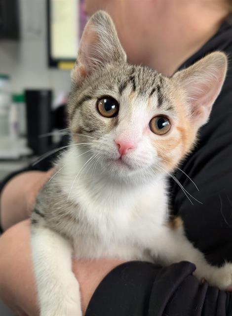 PAPAYA, Baby Domestic Short Hair (medium coat), cat for adoption in Akron, Ohio