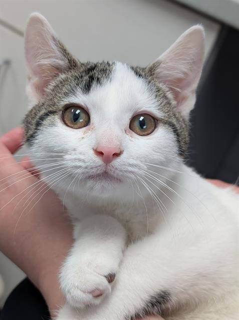 DOMINO, Baby Domestic Short Hair (medium coat), cat for adoption in Akron, Ohio