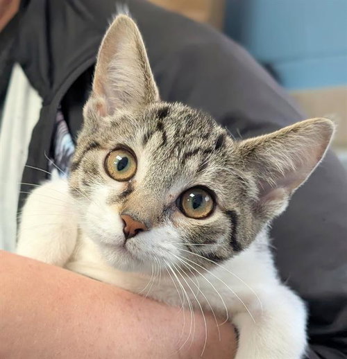 ARTEMIS, Baby Domestic Short Hair (medium coat), cat for adoption in Akron, Ohio