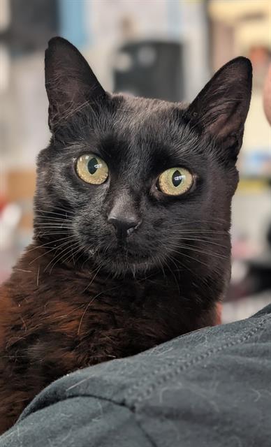 GABBY