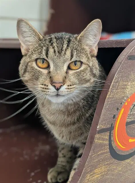 Buddy - Domestic Short Hair