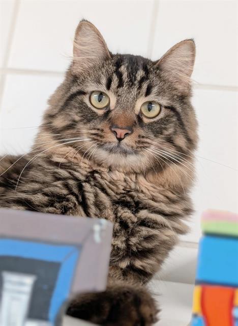 JIMMY, an adoptable Domestic Long Hair in Canfield, OH