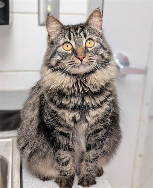 KENT, an adoptable Domestic Long Hair in Canfield, OH
