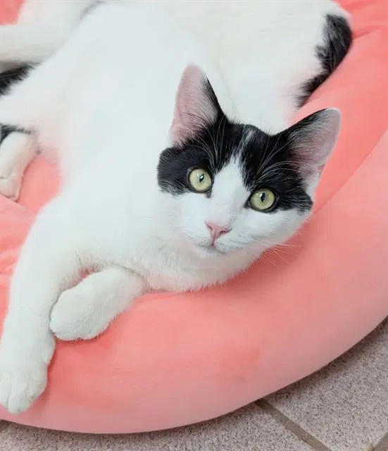 Cayenne - Domestic Short Hair