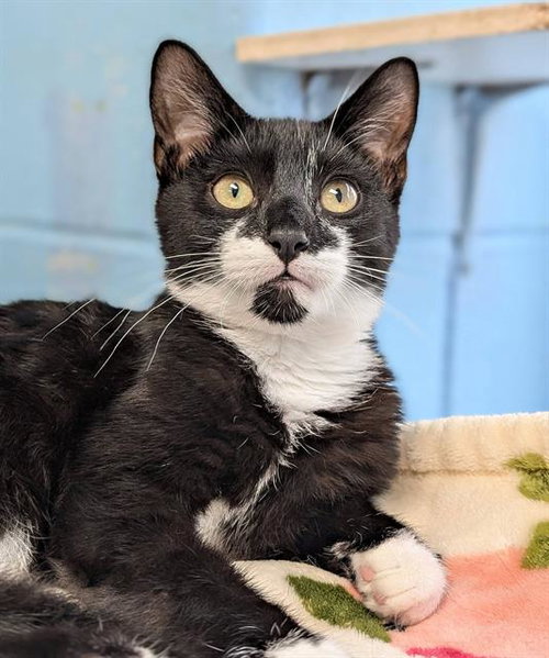 BOOTS, an adoptable Domestic Short Hair in Canfield, OH