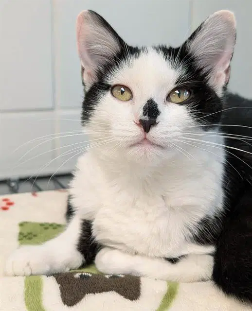 Whitney - Domestic Short Hair