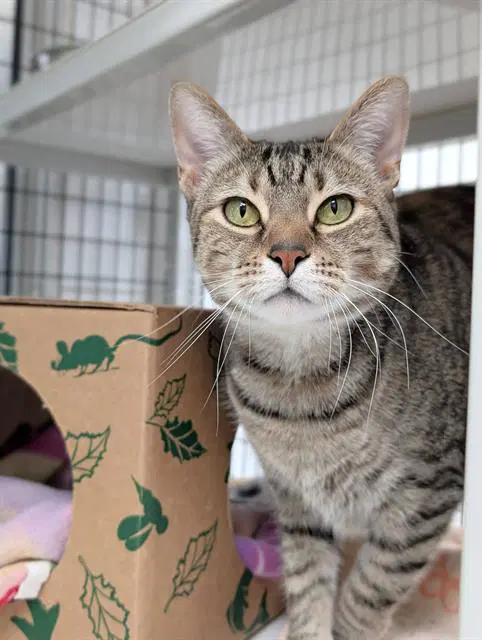 Itty - Domestic Short Hair