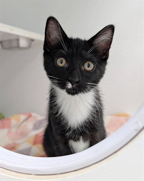 BOGEY, Baby Domestic Short Hair (medium coat), cat for adoption in Canfield, Ohio