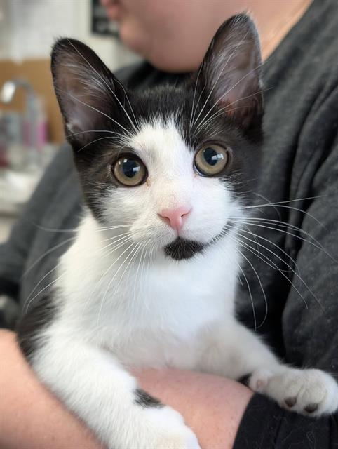 SMUDGE