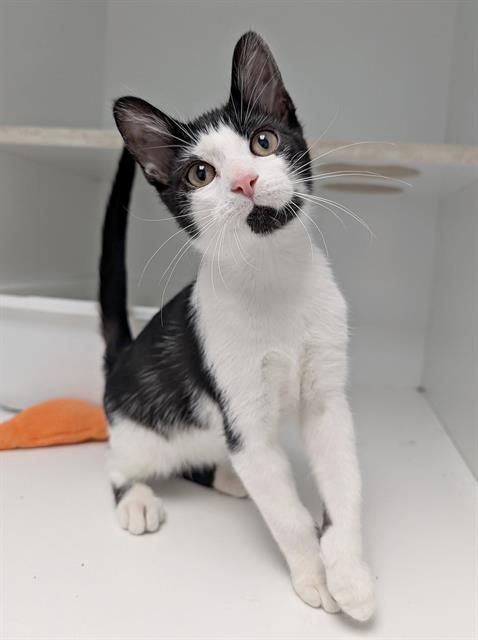 SMUDGE, Baby Domestic Short Hair (medium coat), cat for adoption in Canfield, Ohio
