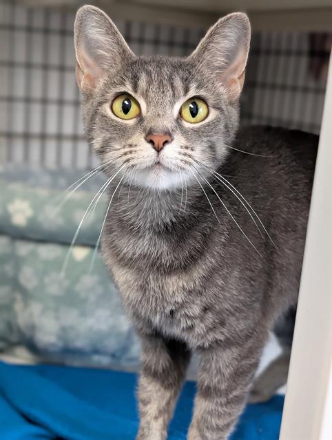 LAVENDER, an adoptable Domestic Short Hair in Canfield, OH