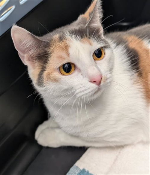 CINNAMON, Adult Domestic Short Hair (medium coat), cat for adoption in Canton, Ohio
