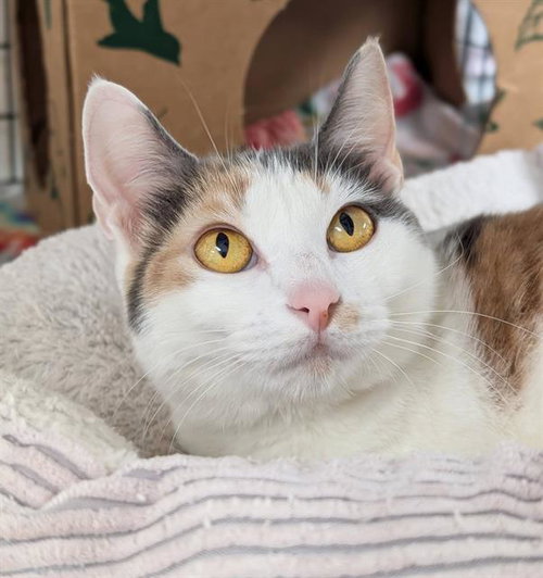 CINNAMON, an adoptable Domestic Short Hair in Canfield, OH