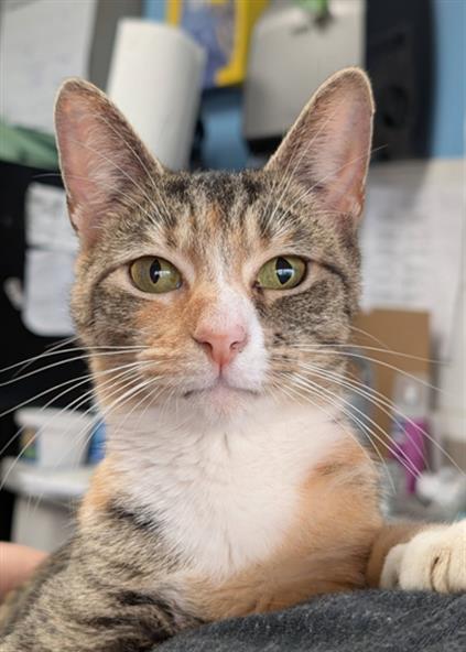 LONA, Young Domestic Short Hair (medium coat), cat for adoption in Canton, Ohio