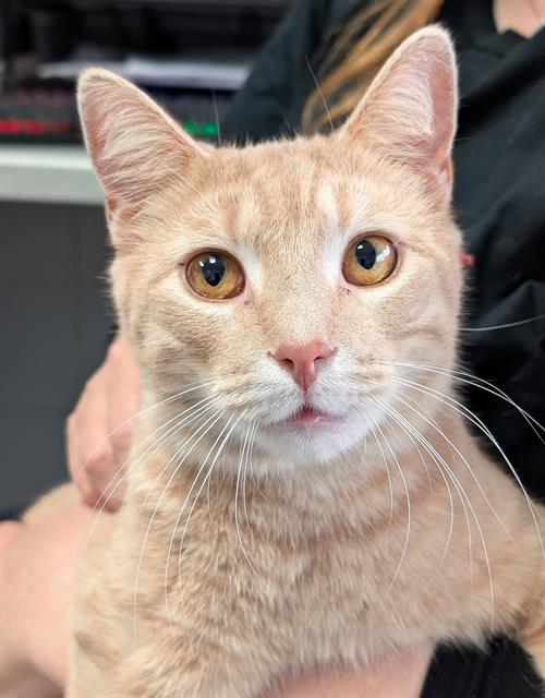 WAFFLES, Young Domestic Short Hair (medium coat), cat for adoption in Canton, Ohio