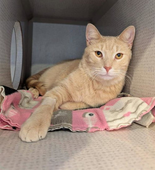 WAFFLES, an adoptable Domestic Short Hair in Canfield, OH