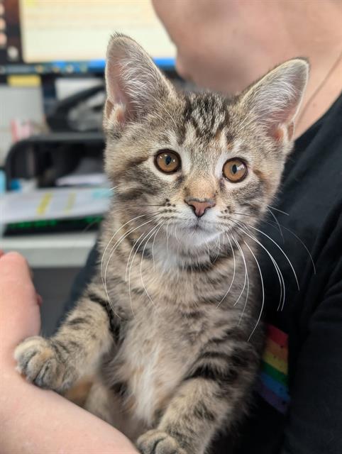 MAPLE, Baby Domestic Short Hair (medium coat), cat for adoption in Canton, Ohio