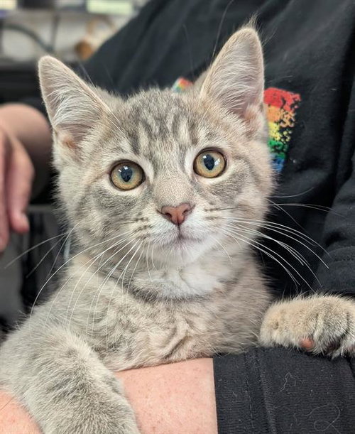MISTY, Baby Domestic Short Hair (medium coat), cat for adoption in Canton, Ohio