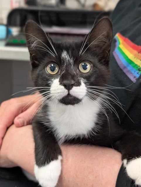 SIMMONS, Baby Domestic Short Hair (medium coat), cat for adoption in Canton, Ohio
