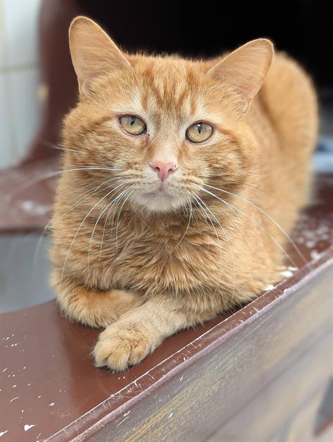 CHASE, Adult Domestic Short Hair (medium coat), cat for adoption in Canton, Ohio