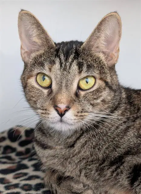 Hazel - Domestic Short Hair
