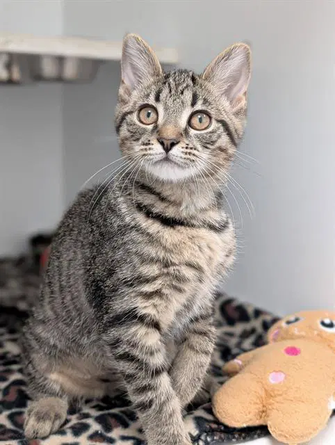 Honey Nut - Domestic Short Hair