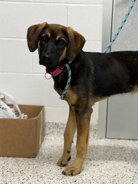 FANCY, an adoptable German Shepherd Dog in Canfield, OH