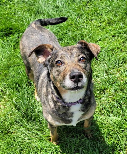 PIPER, an adoptable Australian Cattle Dog in Canfield, OH