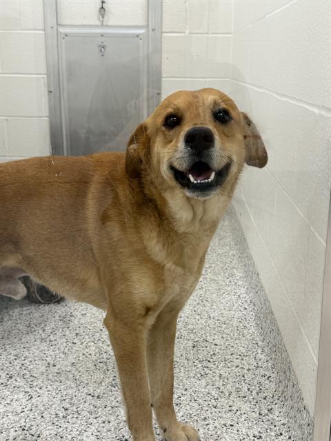 REX, an adoptable Labrador Retriever in Canfield, OH