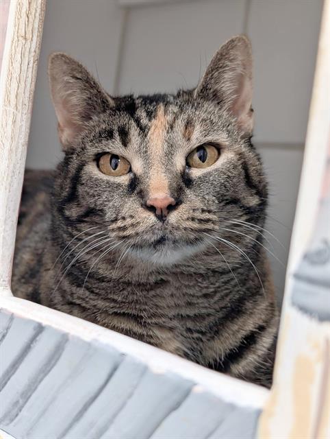 picture of the cat needing adoption