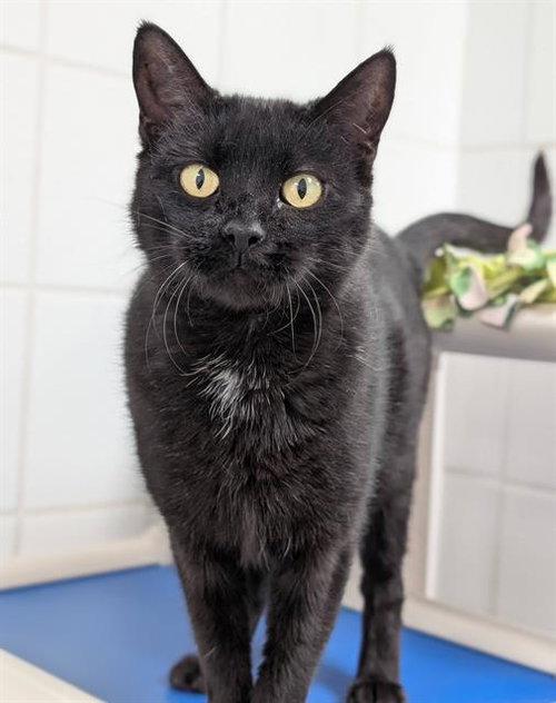 SUMMER, a cat for adoption from Angels for Animals, Inc.