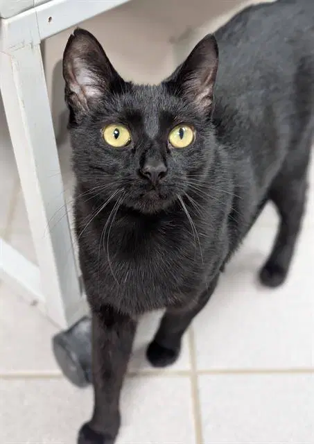 Betty - Domestic Short Hair
