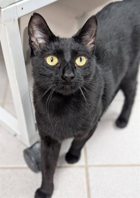 BETTY, a cat for adoption from Angels for Animals, Inc.