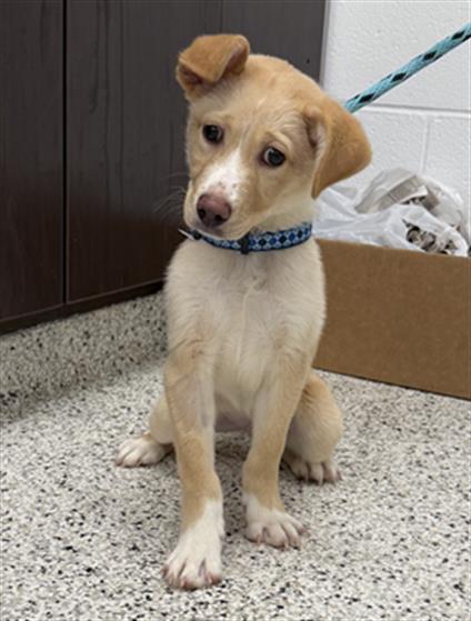 VITO, an adoptable Border Collie in Canfield, OH