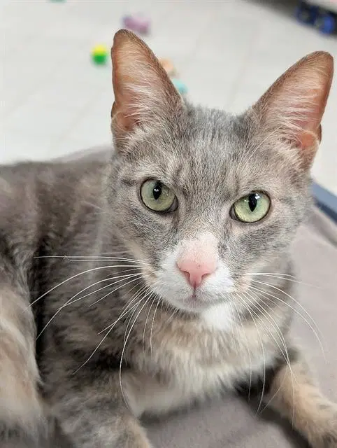 Douji - Domestic Short Hair