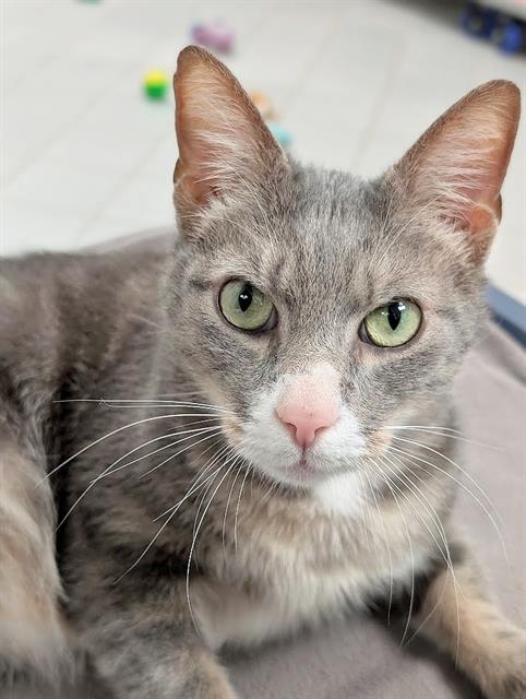 picture of the cat needing adoption