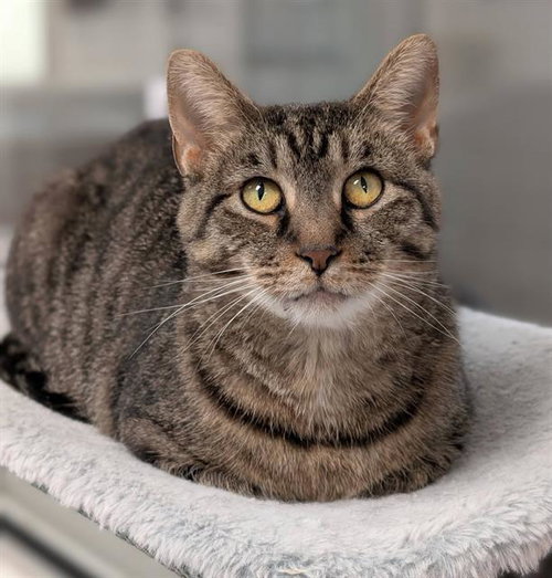 SIMBA, a cat for adoption from Angels for Animals, Inc.