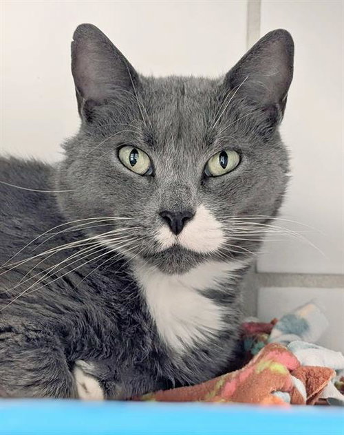 ELLIE, a cat for adoption from Angels for Animals, Inc.