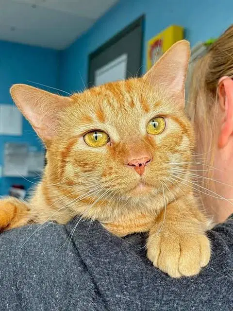 Champ - Domestic Short Hair
