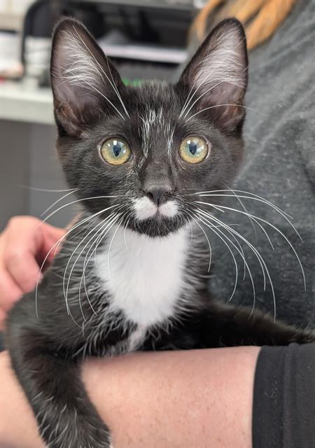 Lil' Jeffrey