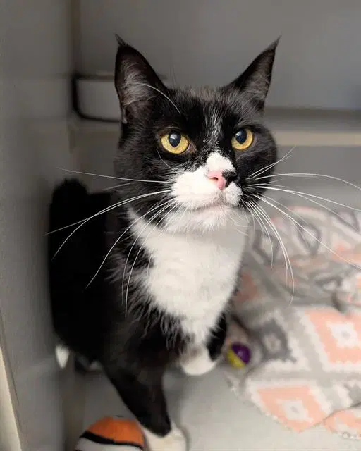 Goober - Domestic Short Hair