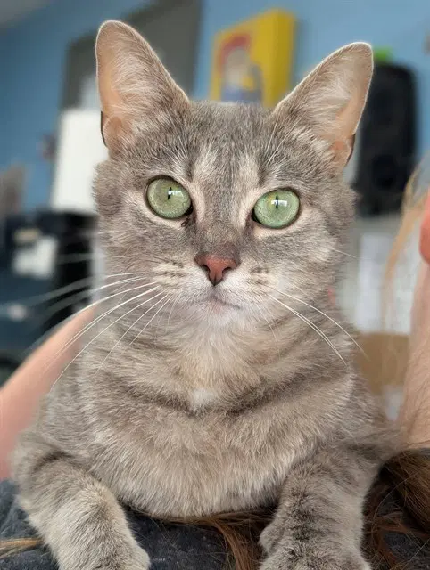 Jade - Domestic Short Hair