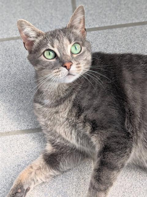 picture of the cat needing adoption