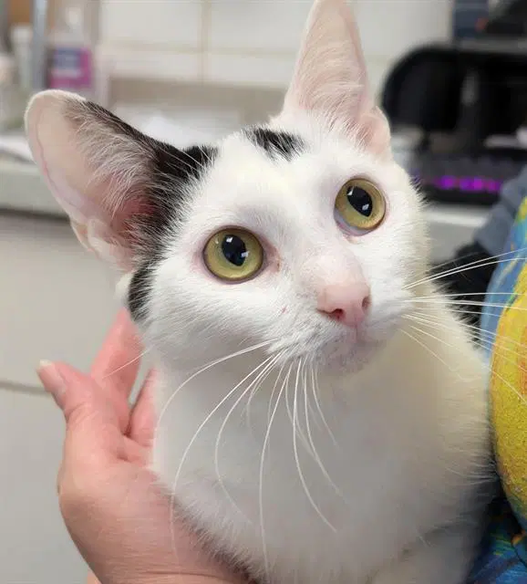 Calypso - Domestic Short Hair