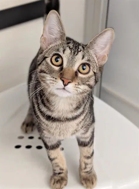 Simon - Domestic Short Hair